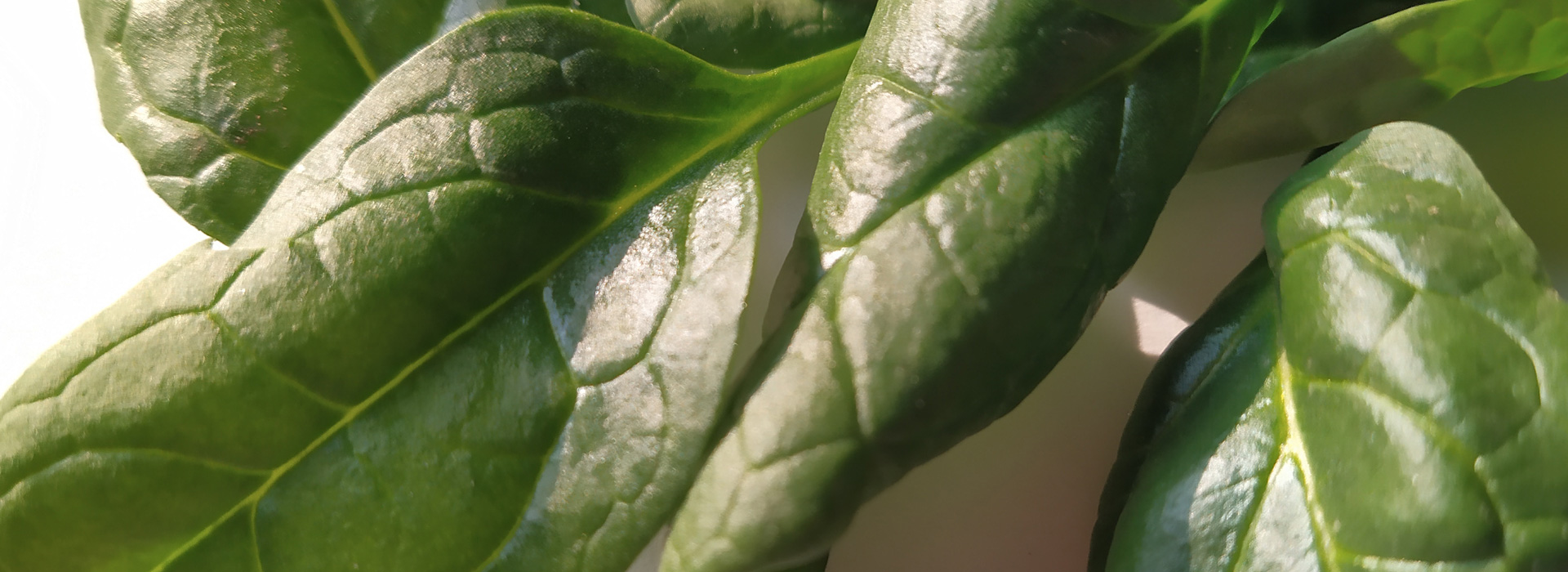 Baby spinach