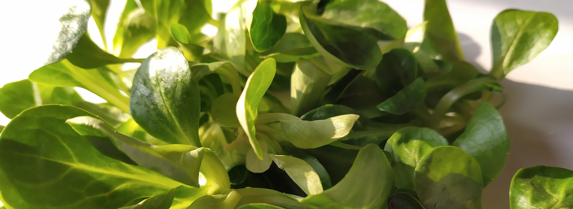 Lamb’s lettuce