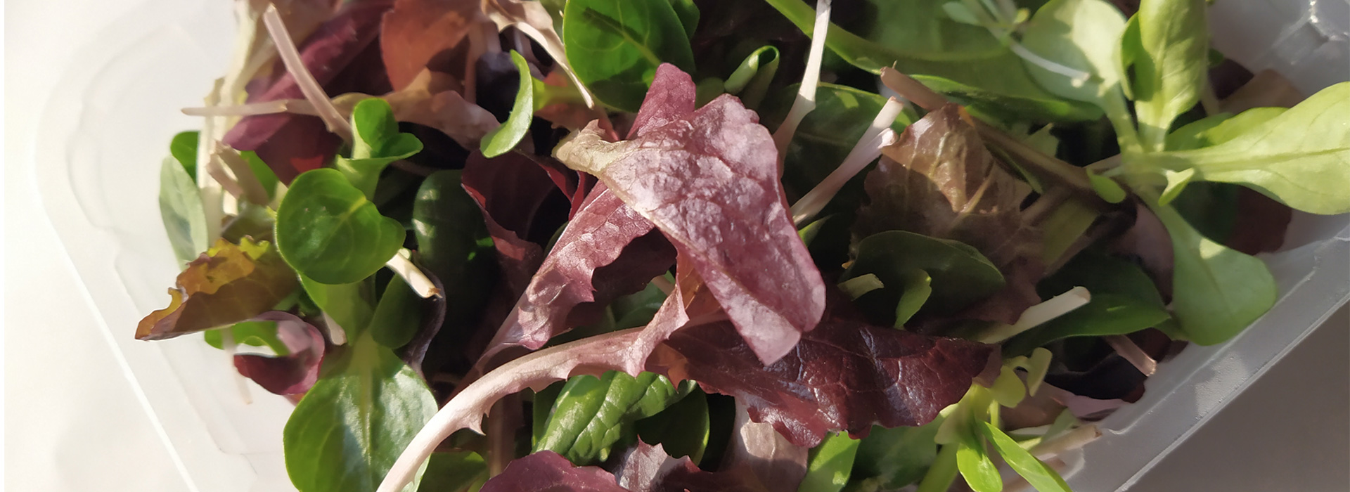 Baby Leaf Salate