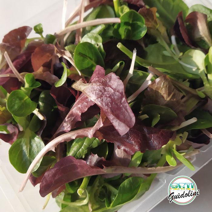 Guidolini, insalate Baby Leaf, Salad Baby Leaf , Baby Leaf Salate