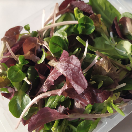 Mix salad, Baby leaf, Orticoltura Guidolini