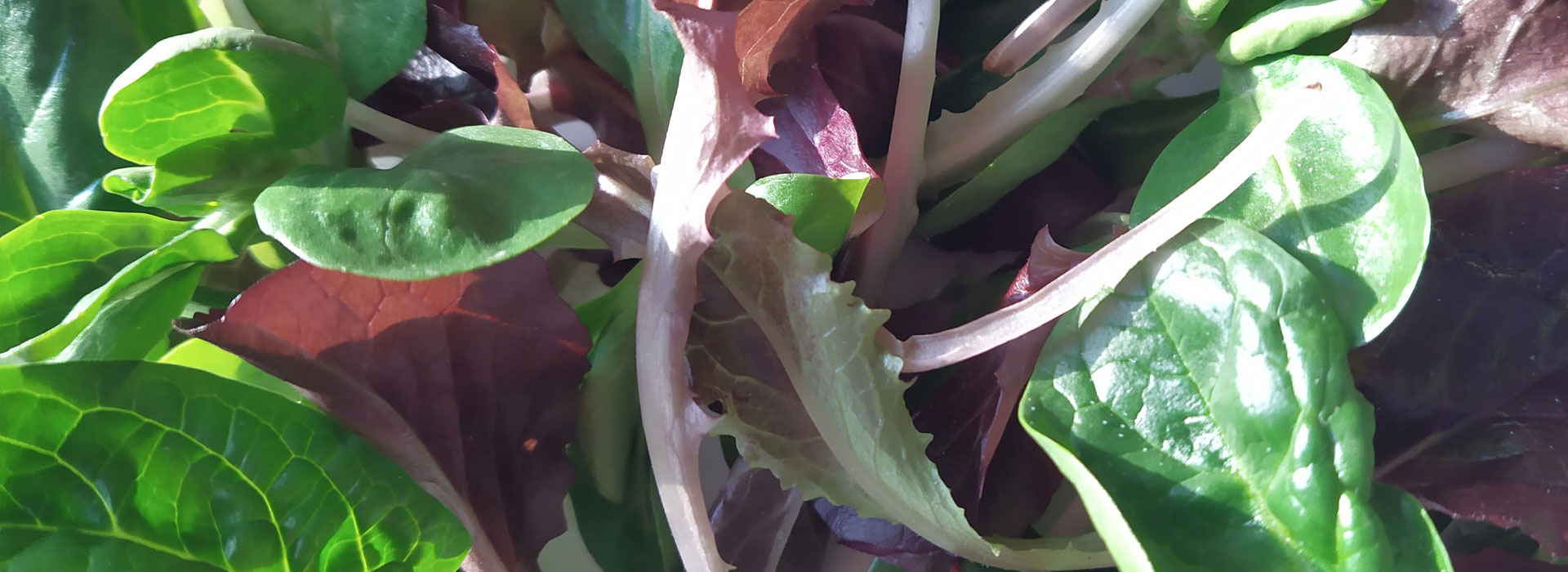 Baby Leaf salad